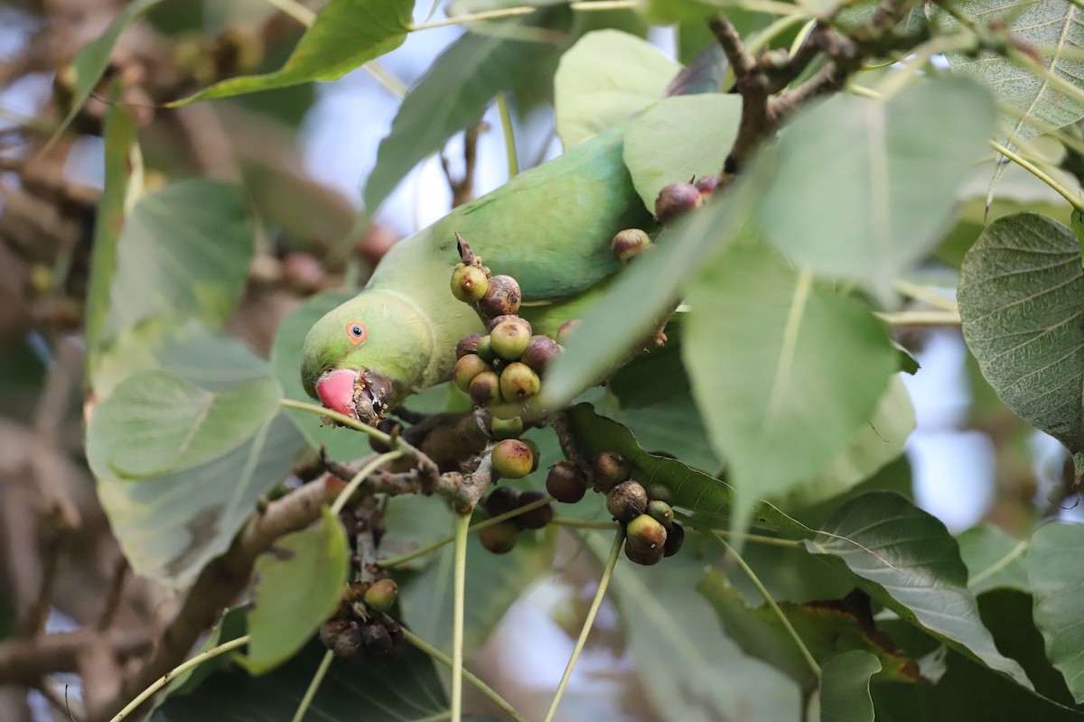 Rose-ringed Parakeet - ML645980222