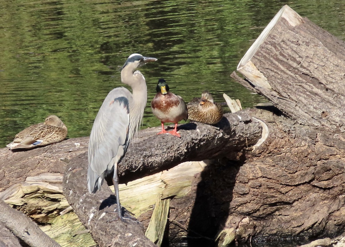 Great Blue Heron - ML645980223