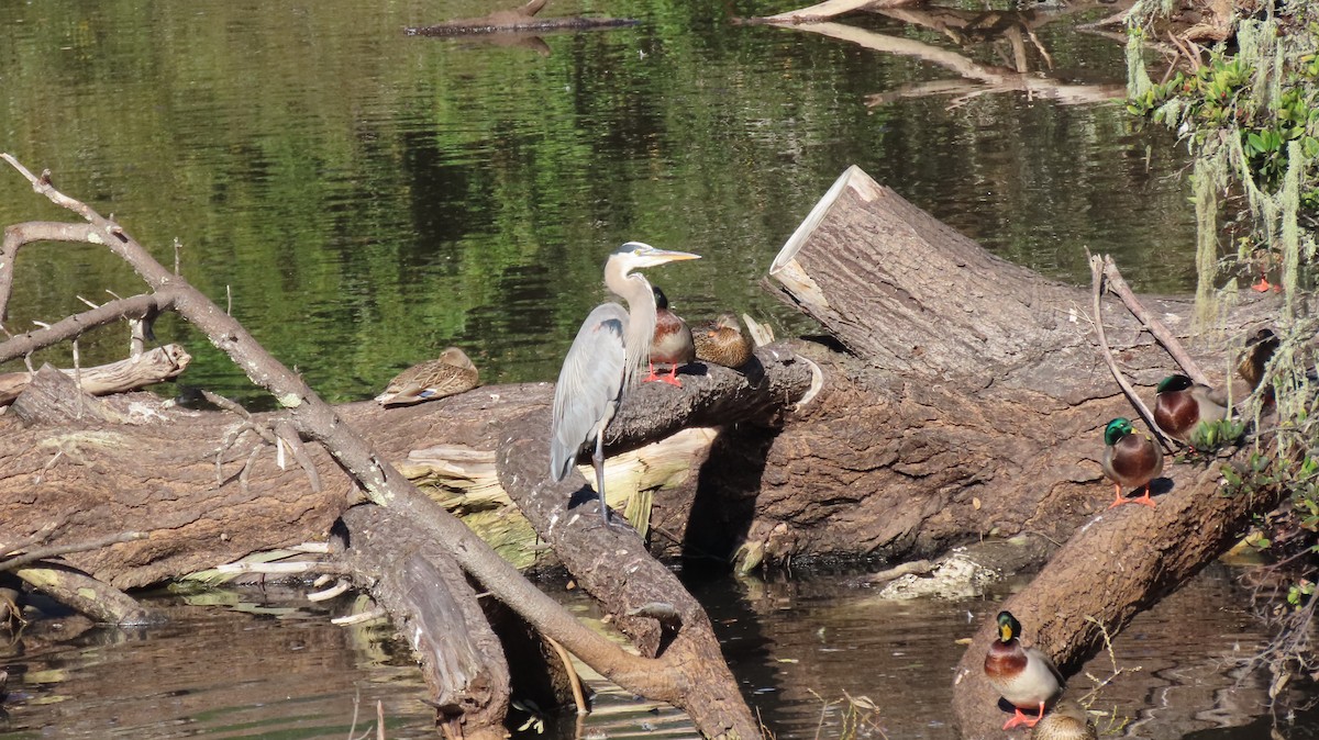 Great Blue Heron - ML645980224