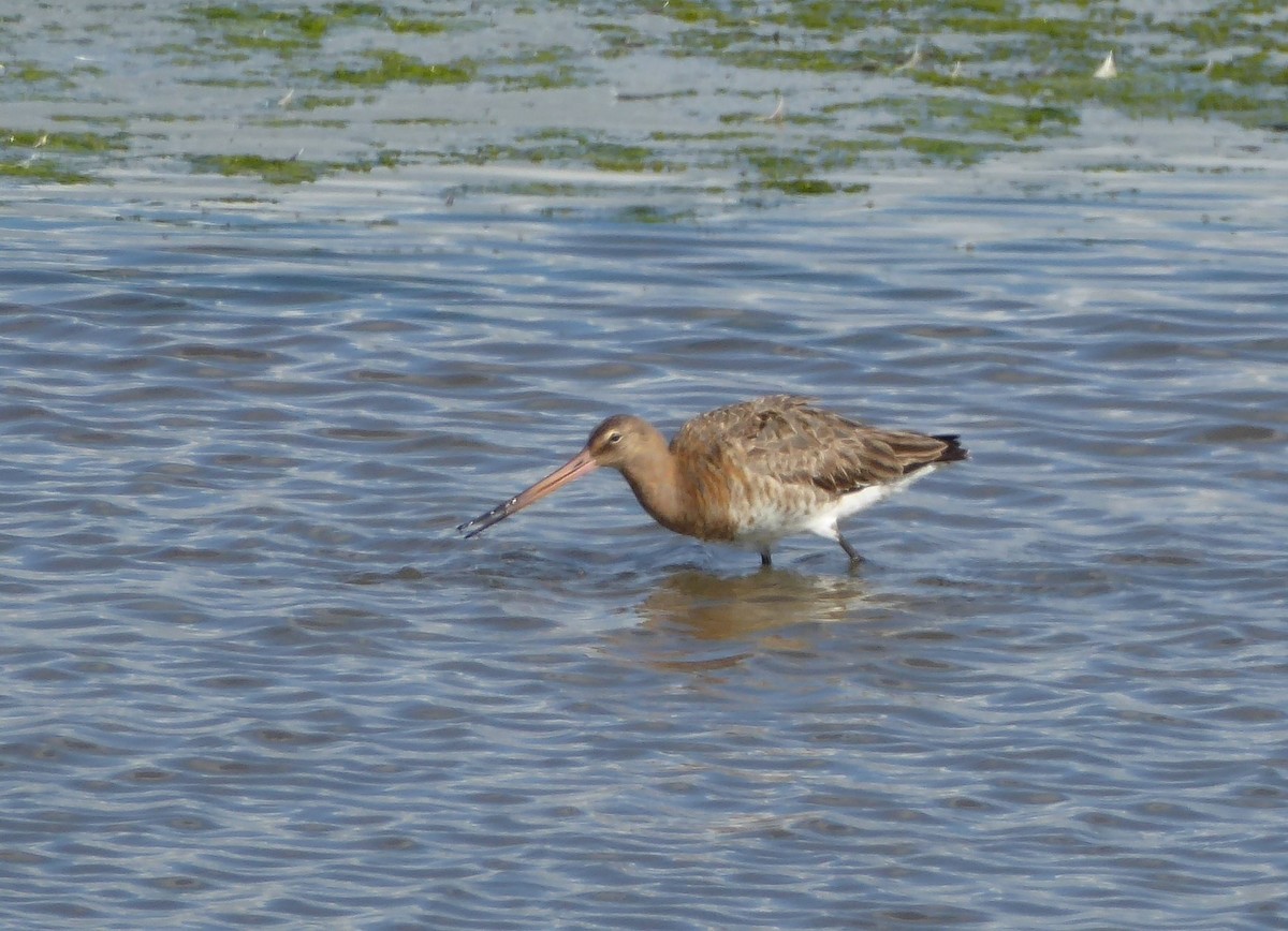 Black-tailed Godwit - ML645980225