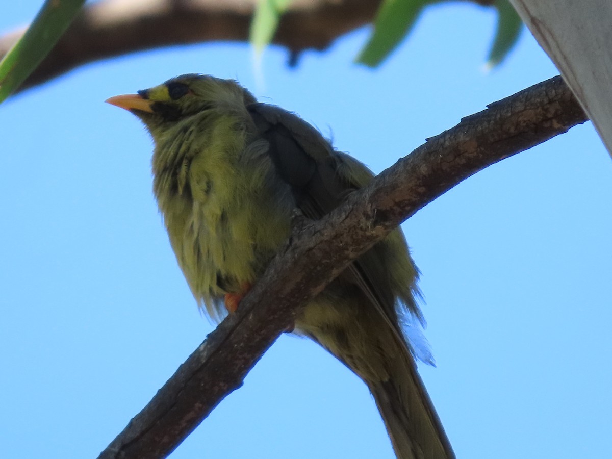 Glockenhonigfresser - ML645980227