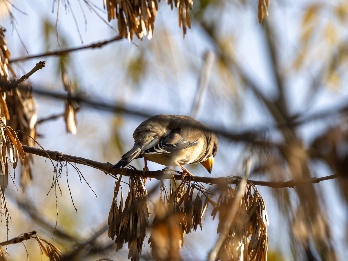 dlask východní - ML645980238