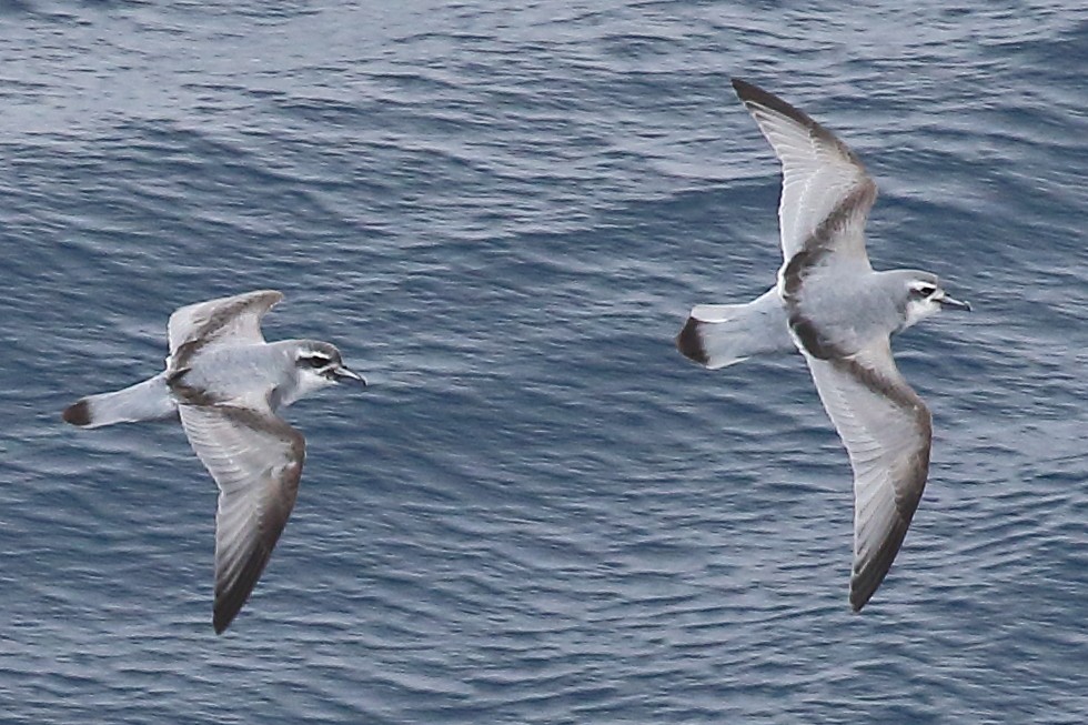 Salvin's Prion - ML645980240