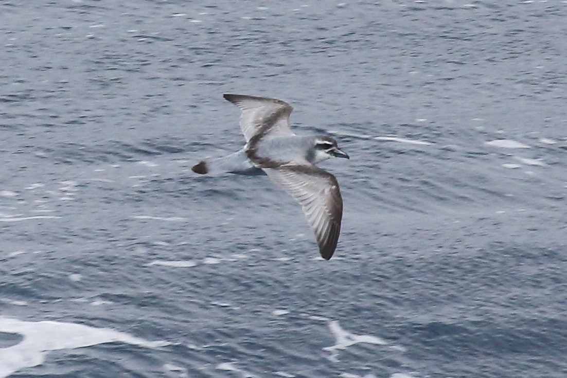 Salvin's Prion - ML645980241