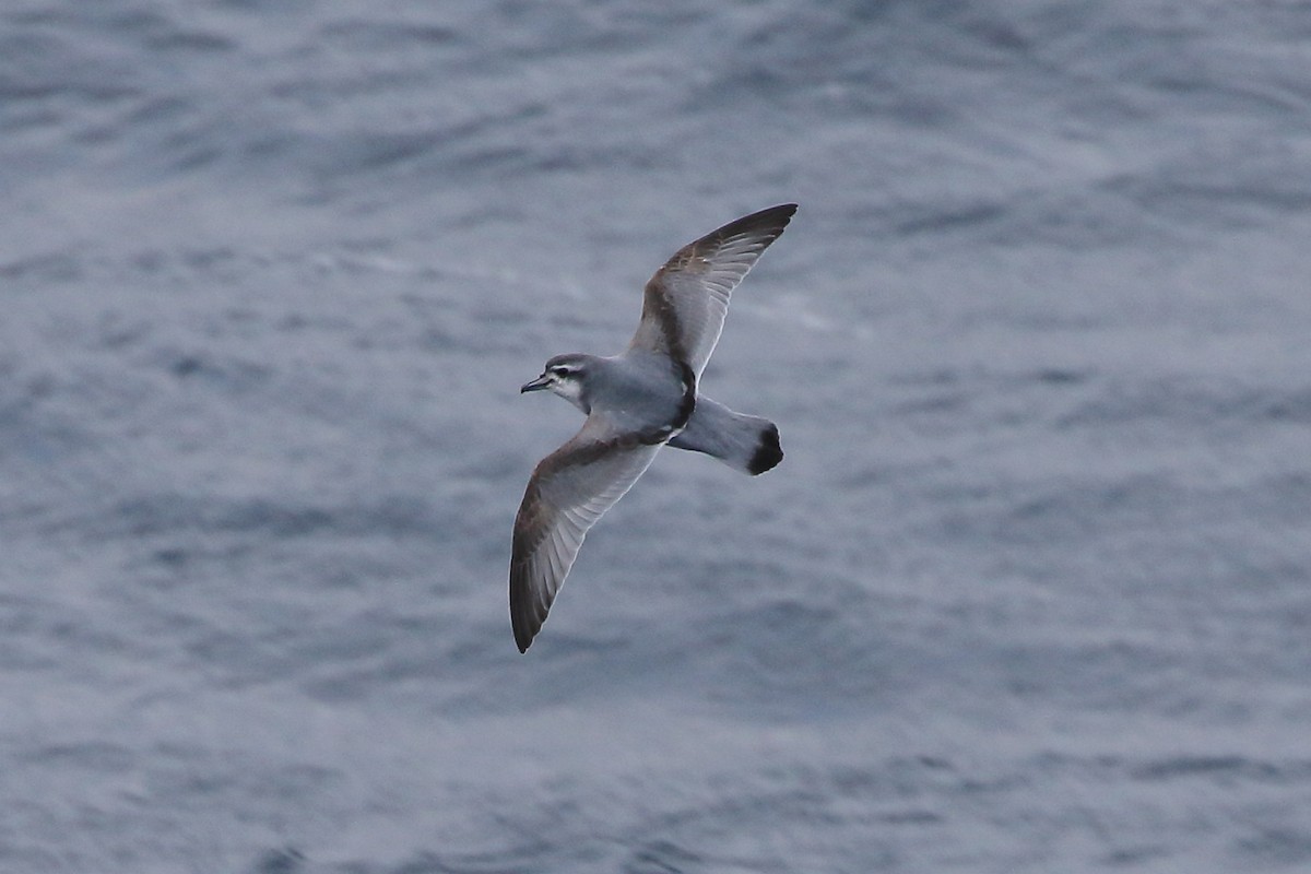 Salvin's Prion - ML645980242