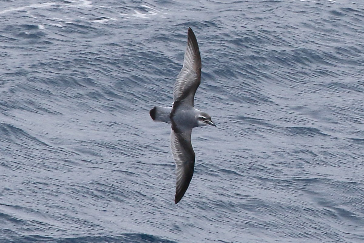 Salvin's Prion - ML645980243