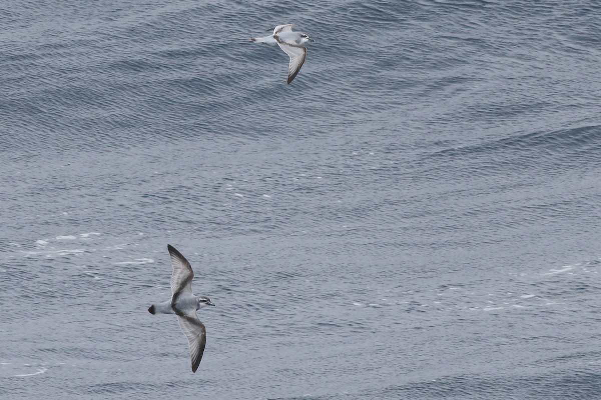 Salvin's Prion - ML645980244