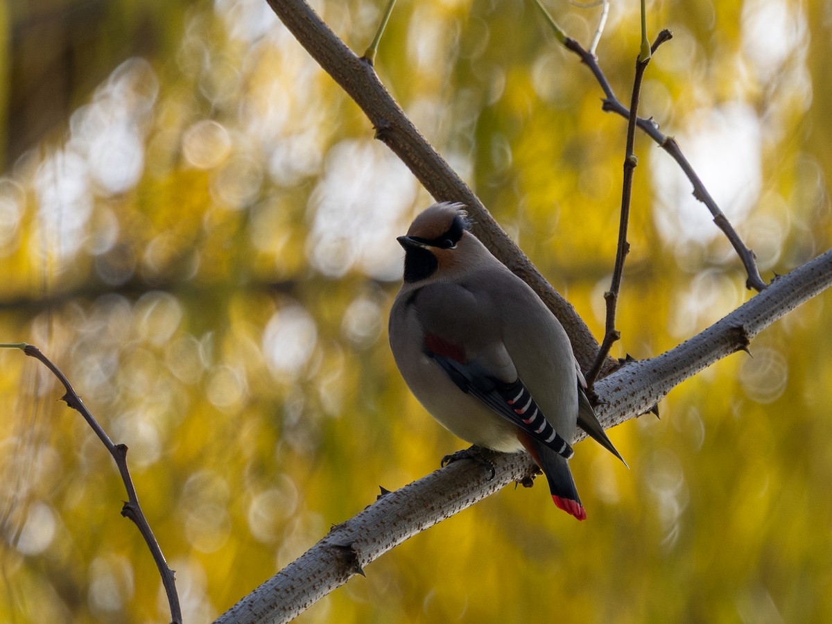 brkoslav amurský - ML645980251