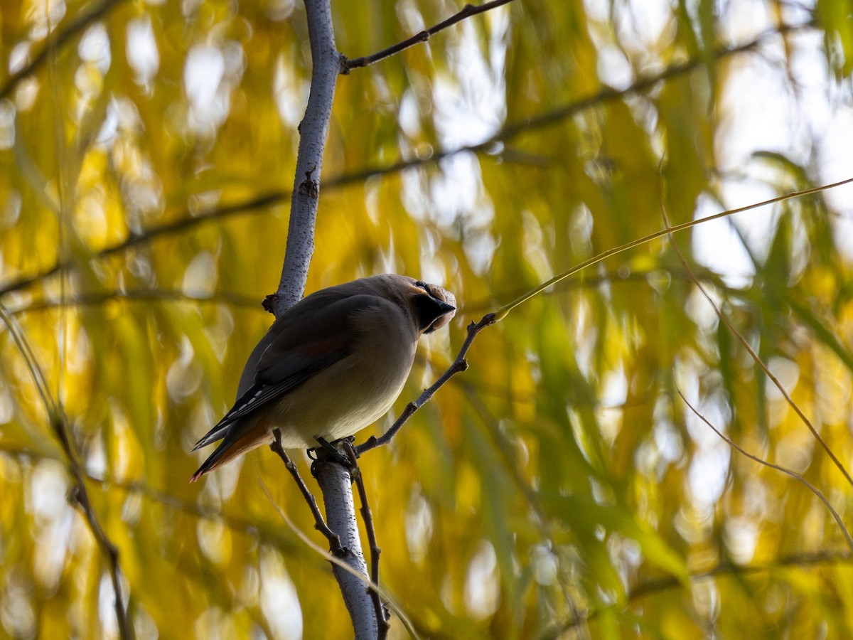 brkoslav amurský - ML645980252