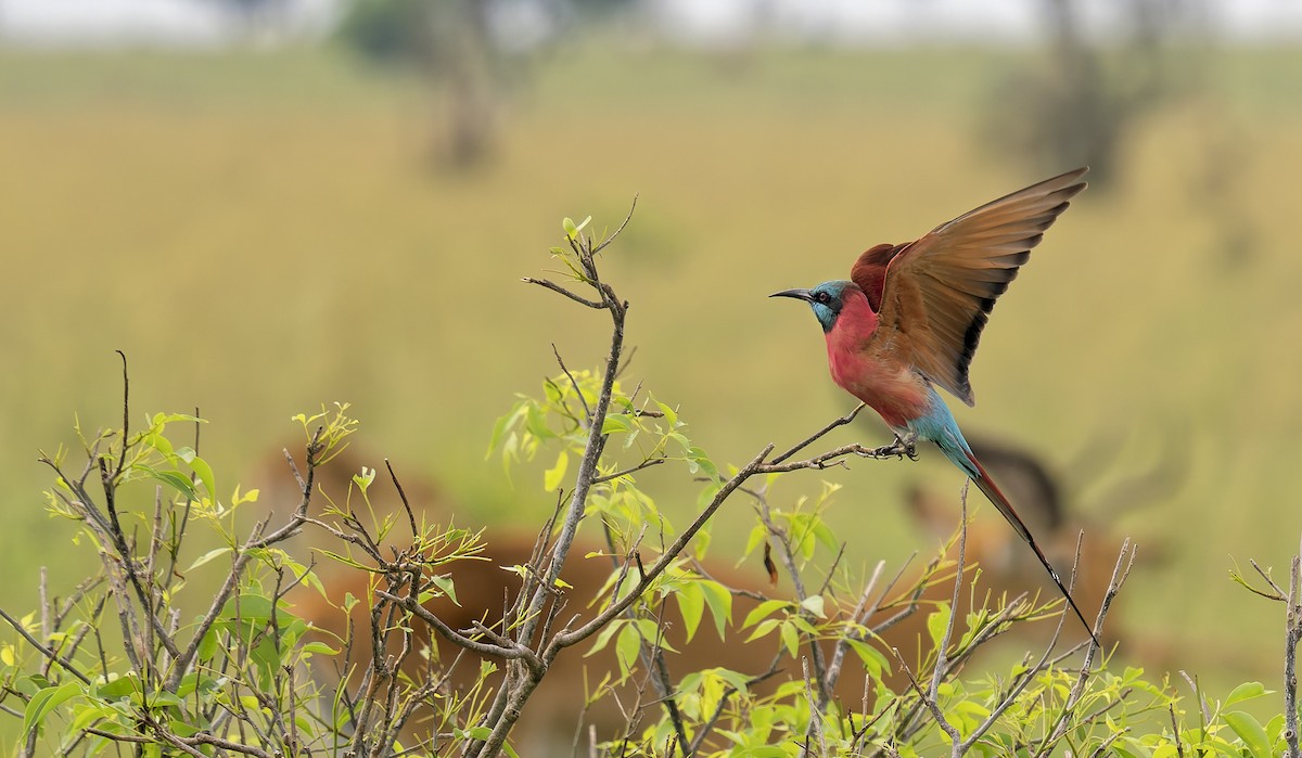 שרקרק ורוד - ML645980253