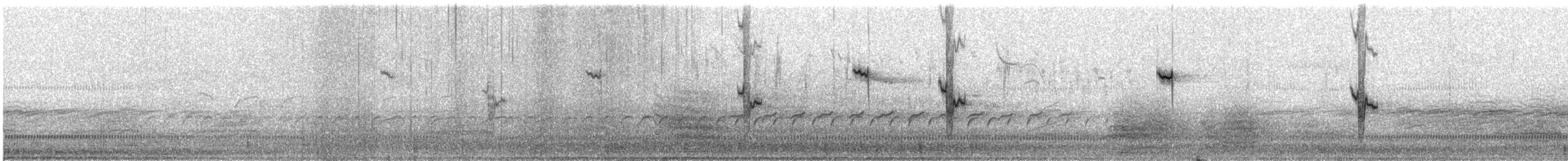 Perico Dorsirrojo - ML645980262