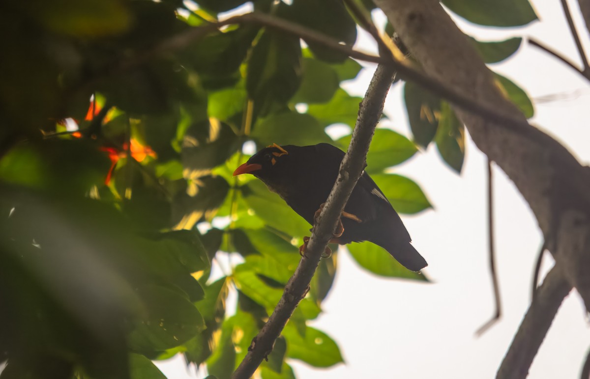 Southern Hill Myna - ML645980263