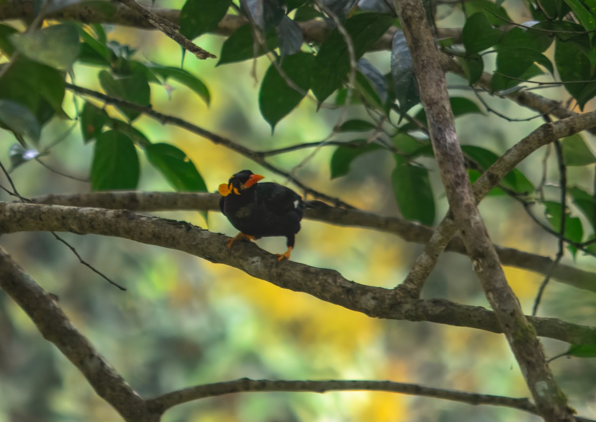 Southern Hill Myna - ML645980270