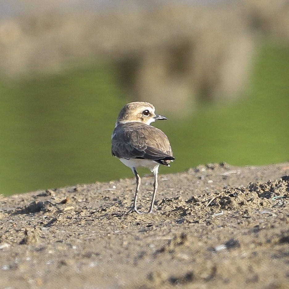 kulík jávský - ML645980271