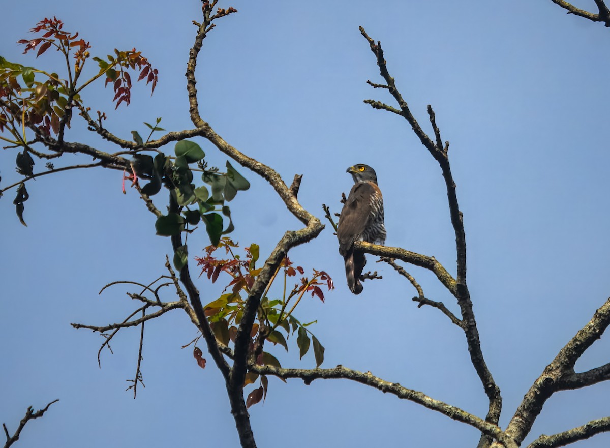 Crested Goshawk - ML645980276