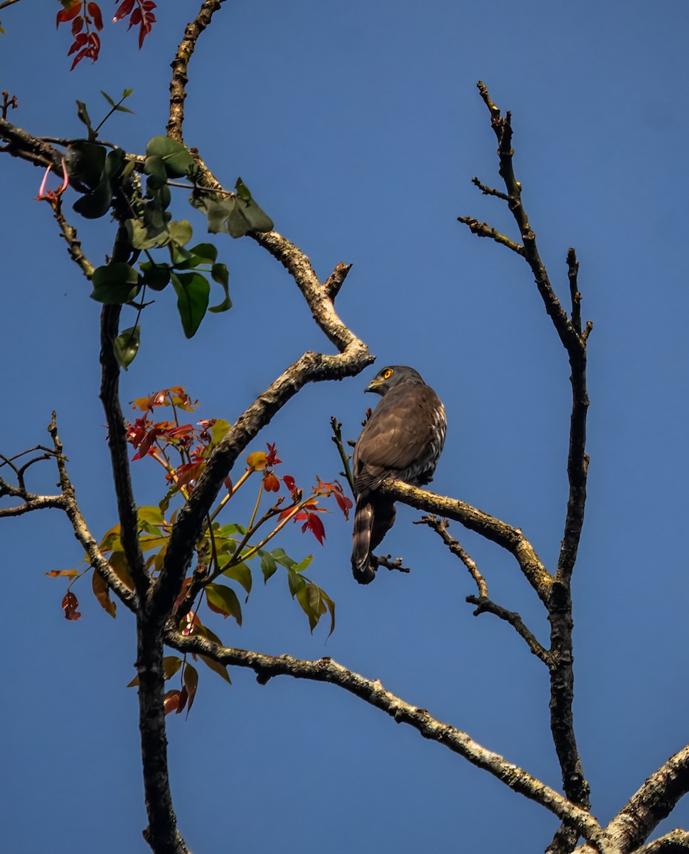Crested Goshawk - ML645980277