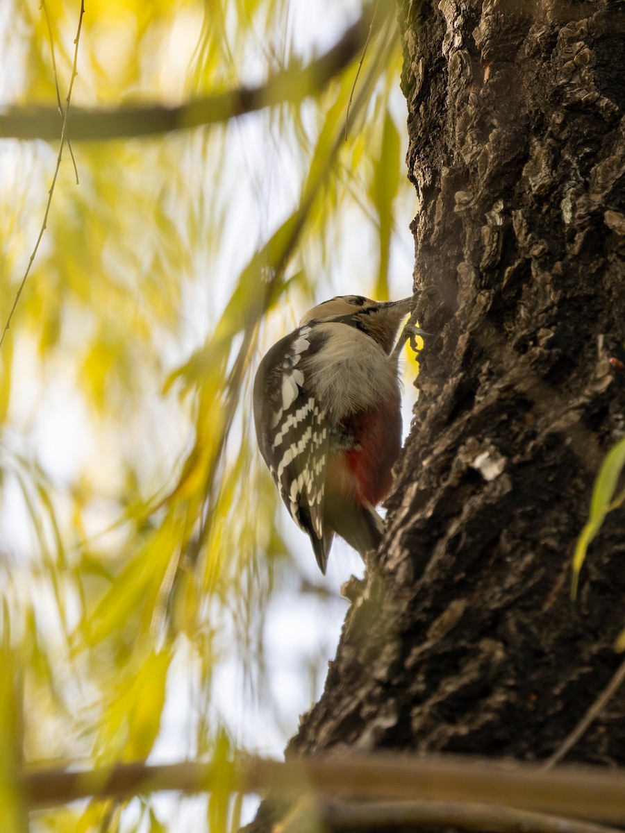 strakapoud velký - ML645980278