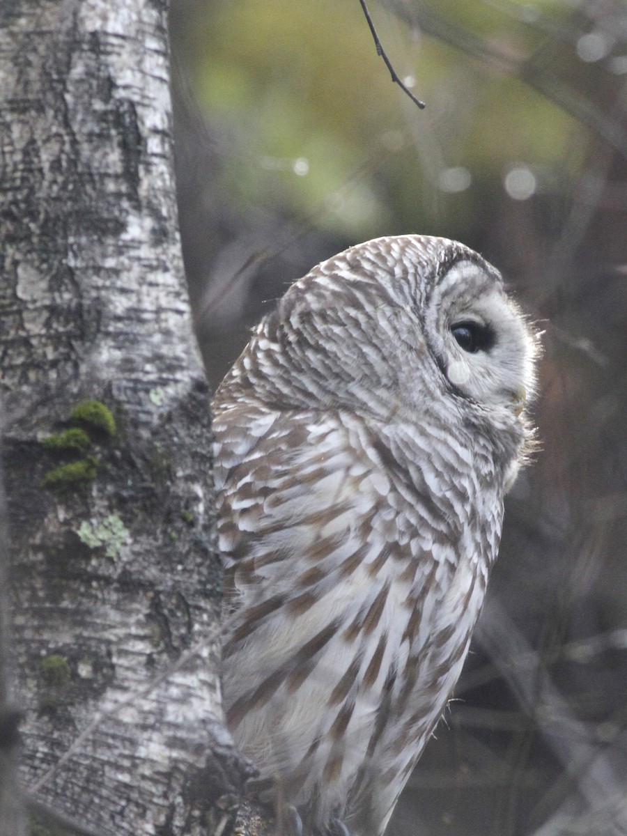 Сова неоарктична - ML645980279