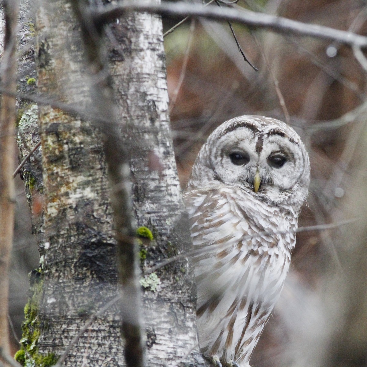 Сова неоарктична - ML645980280