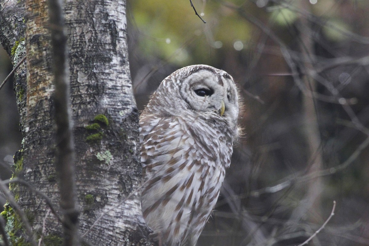 Сова неоарктична - ML645980281