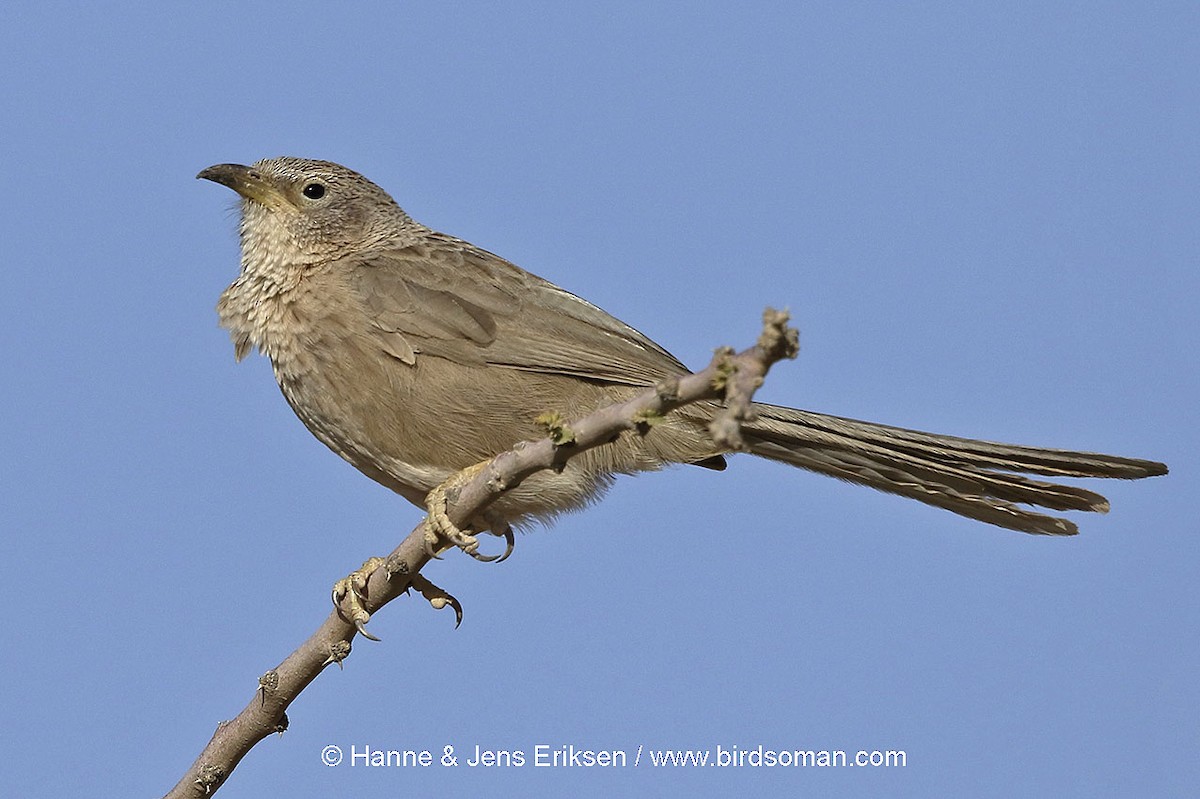 Arabian Babbler - ML64598031