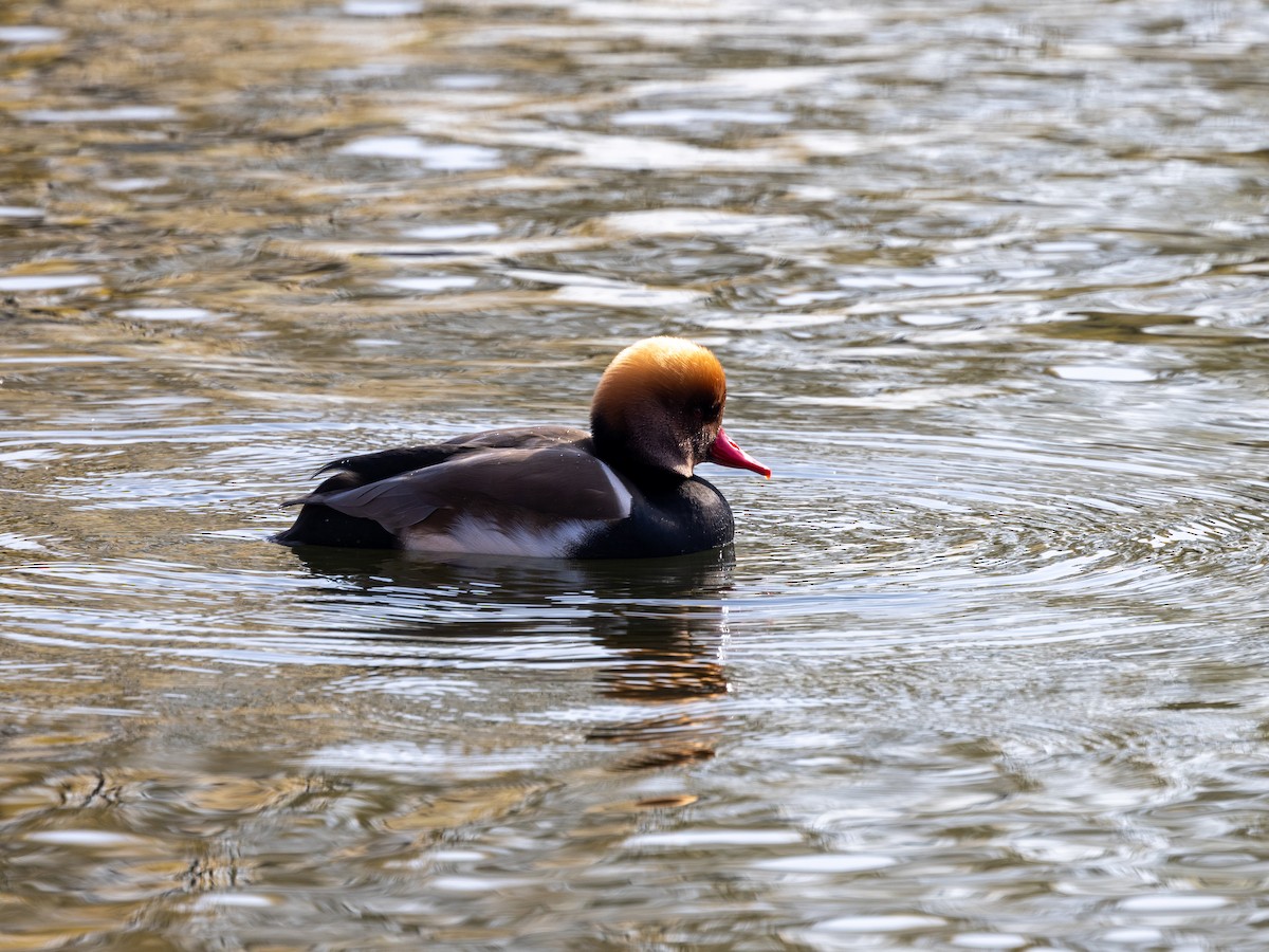 zrzohlávka rudozobá - ML645980310