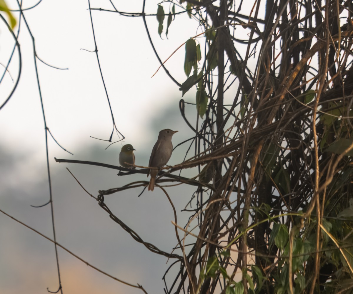 Rusty-tailed Flycatcher - ML645980315