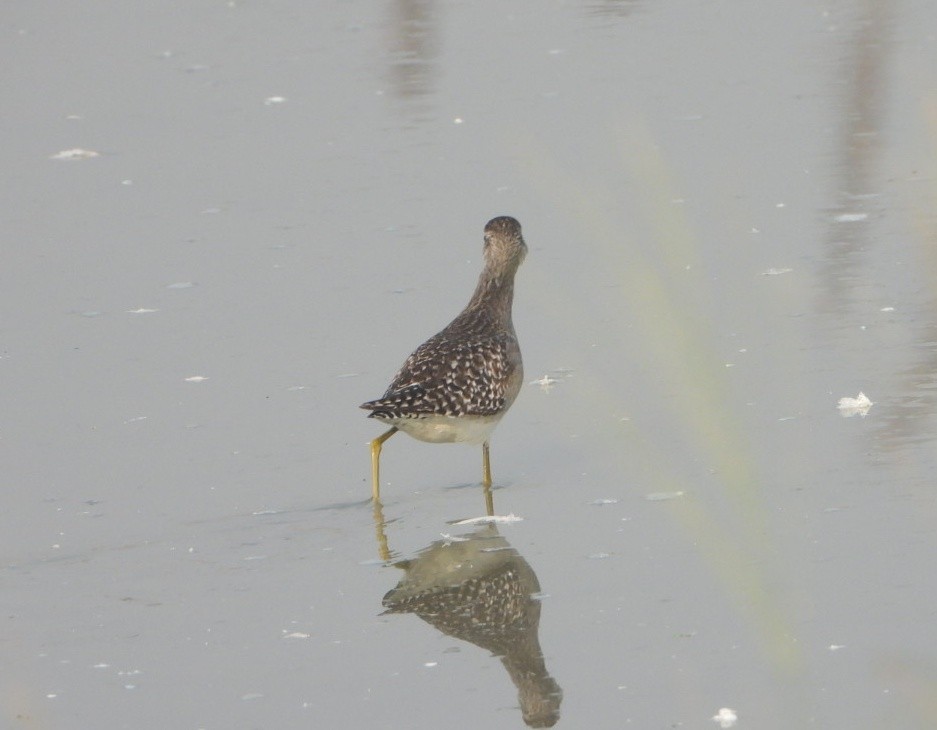 vodouš bahenní - ML645980316