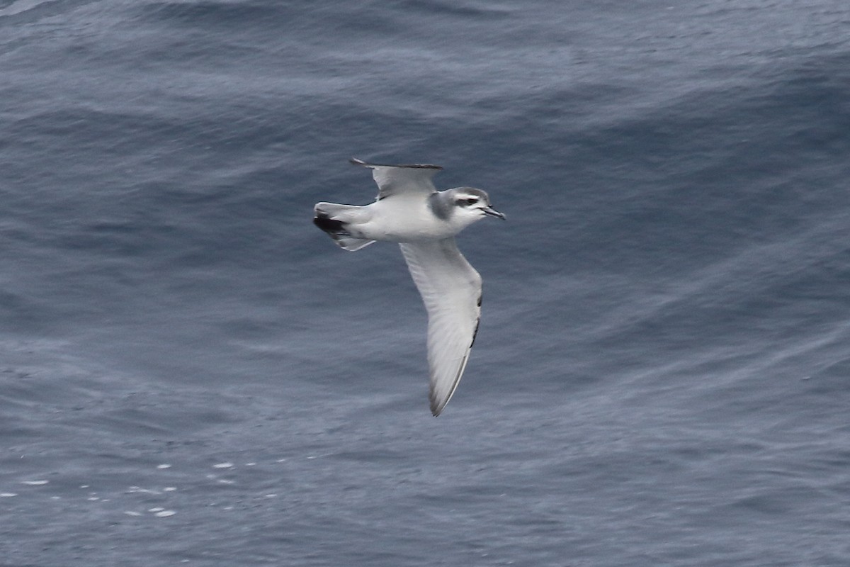 Fairy Prion - ML645980318