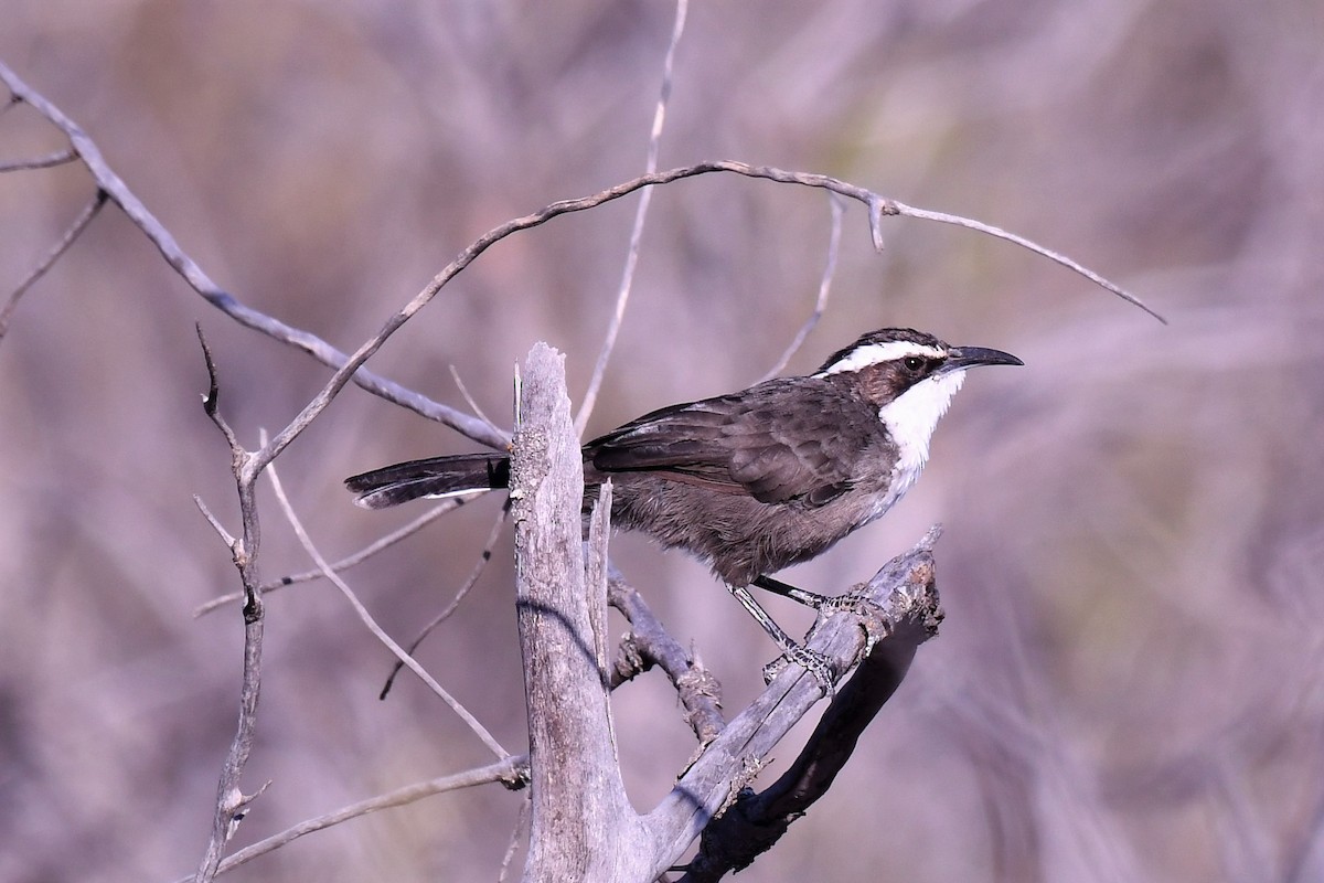 White-browed Babbler - ML645980322