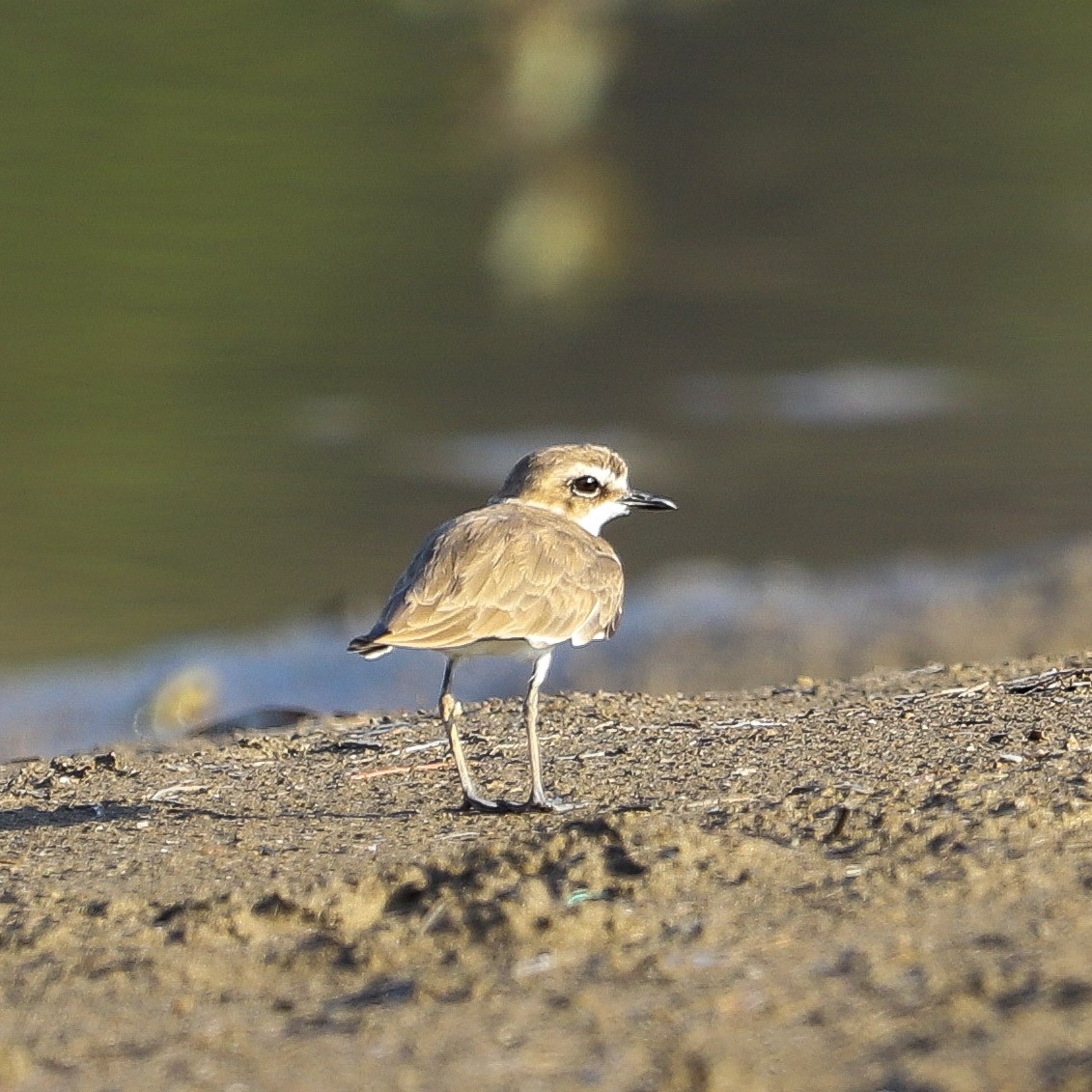 kulík jávský - ML645980324