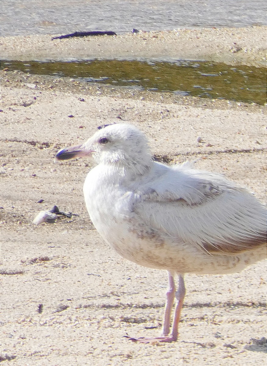 European Herring Gull - ML645980327