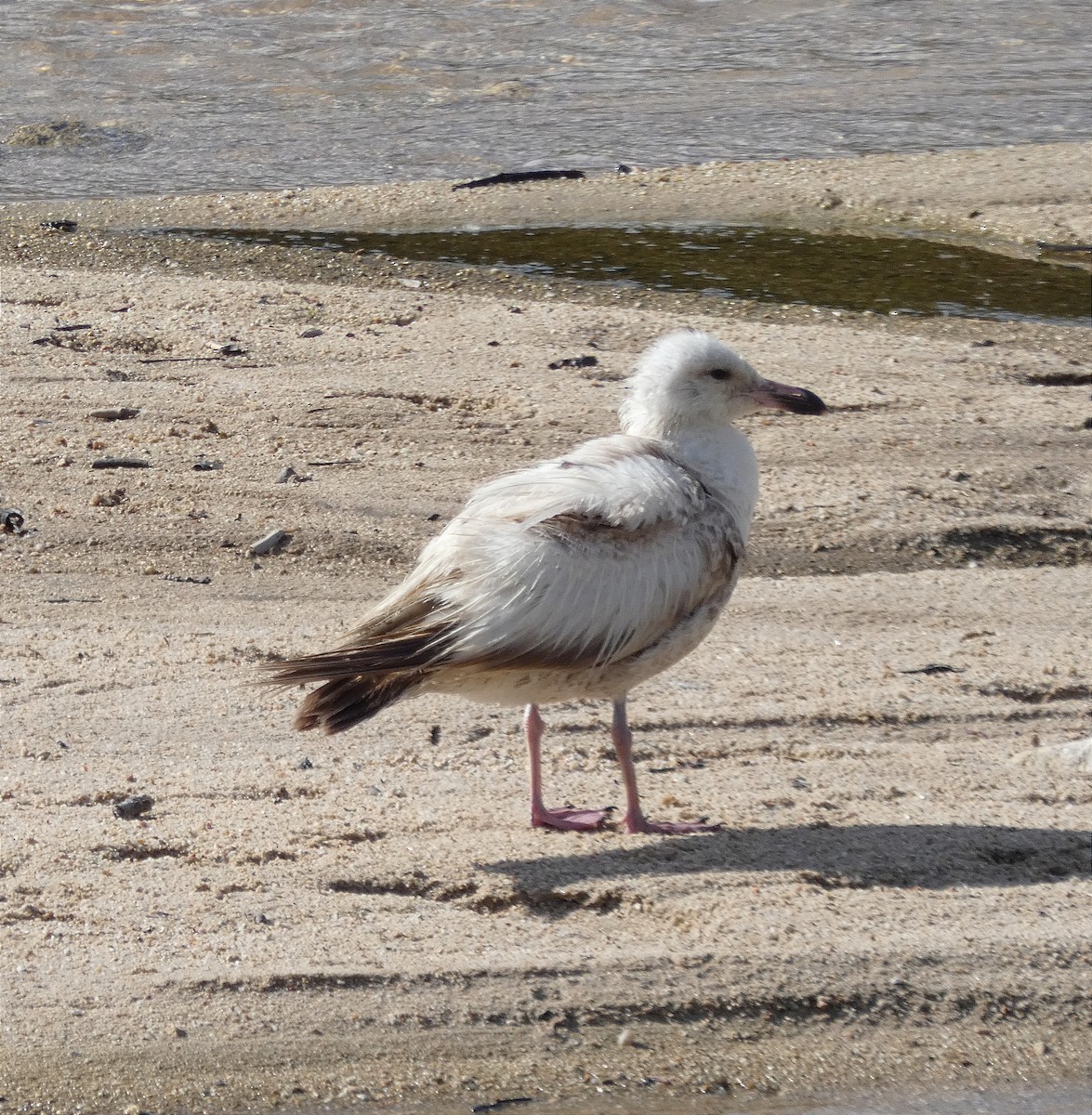 European Herring Gull - ML645980331