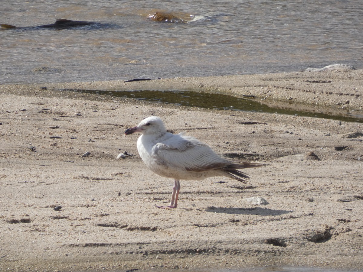 European Herring Gull - ML645980335