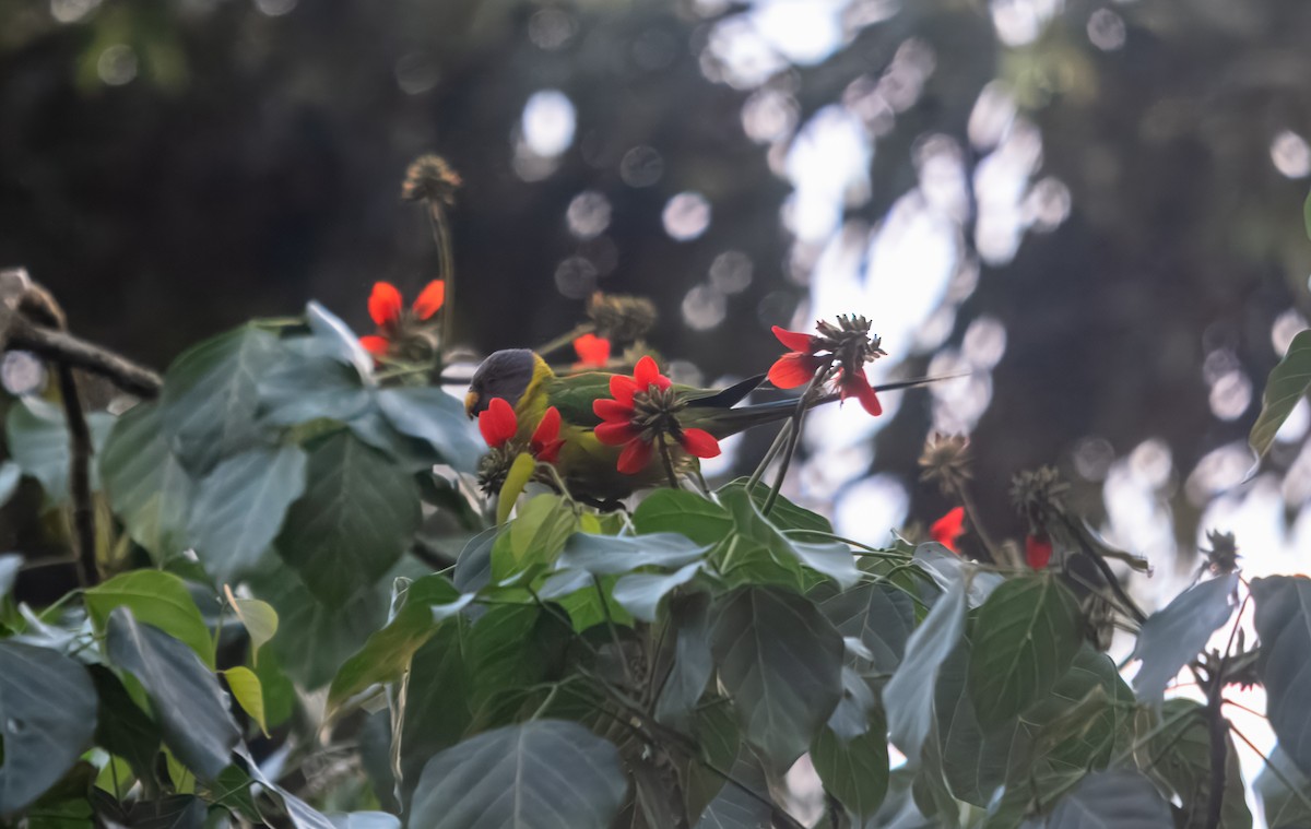 コセイインコ - ML645980342