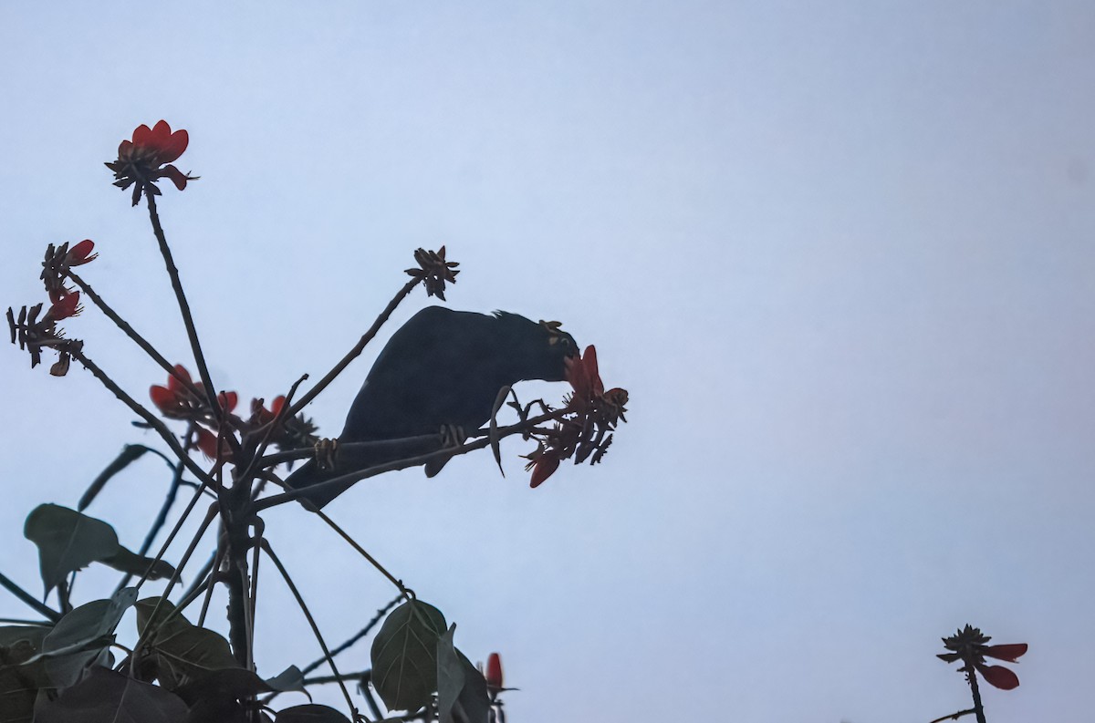 Southern Hill Myna - ML645980344