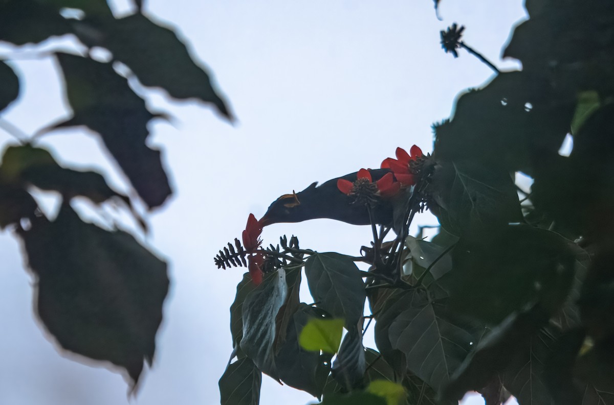 Southern Hill Myna - ML645980345