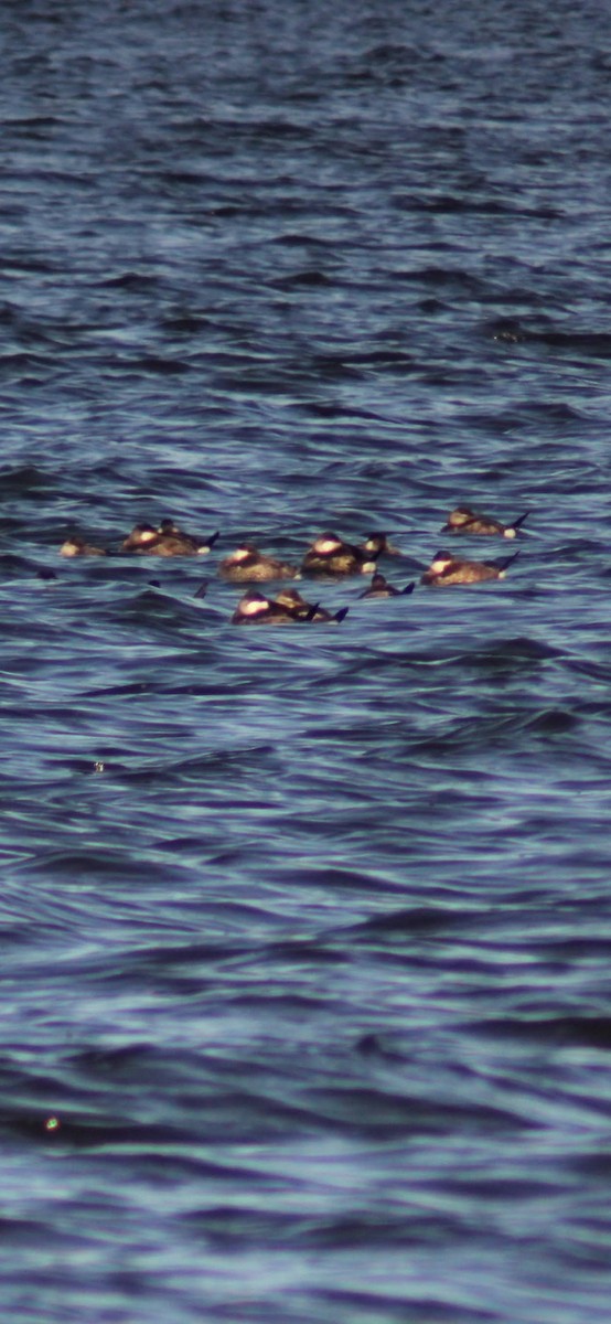 Schwarzkopf-Ruderente - ML645980366