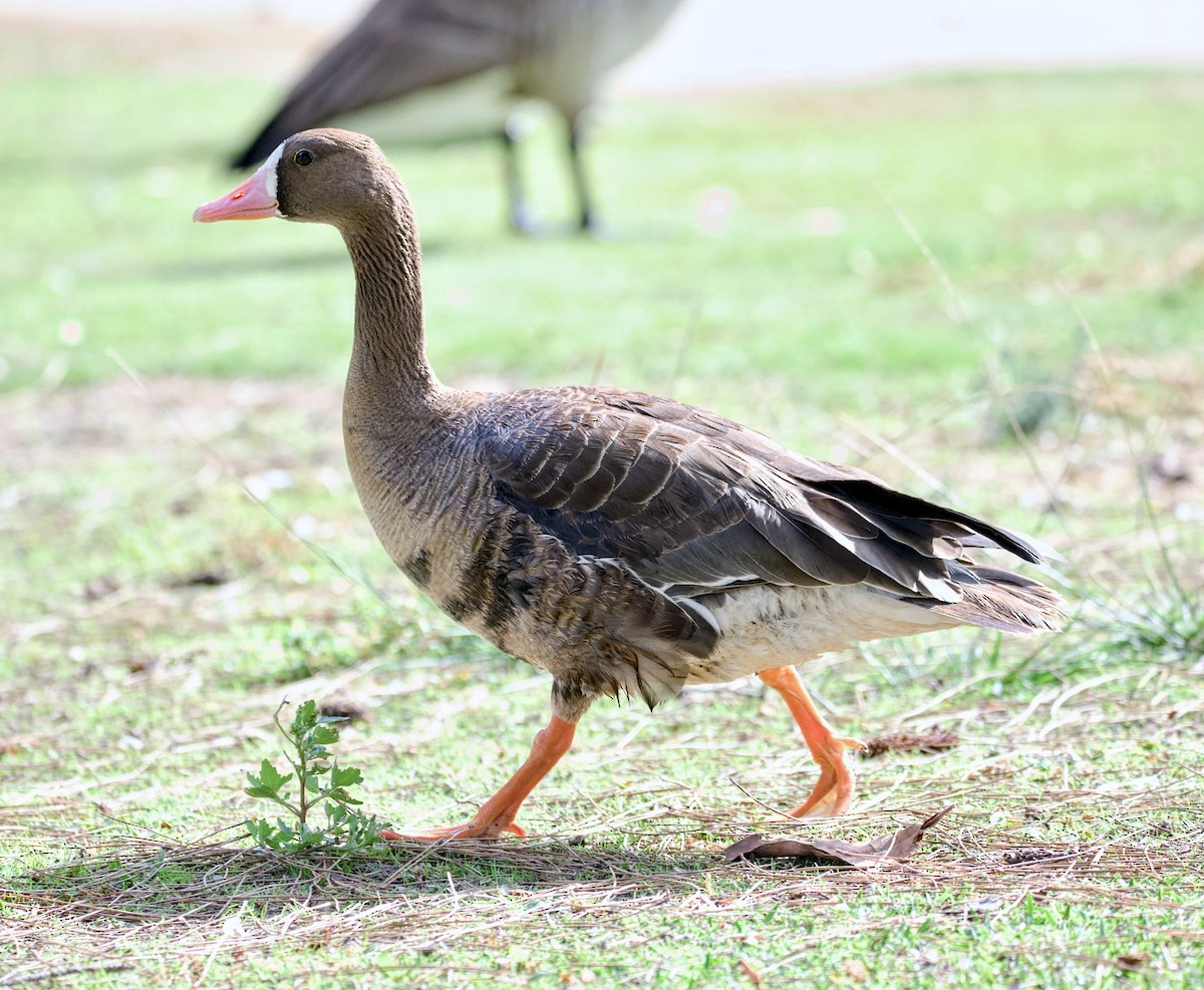 Greater White-fronted Goose - ML645980367