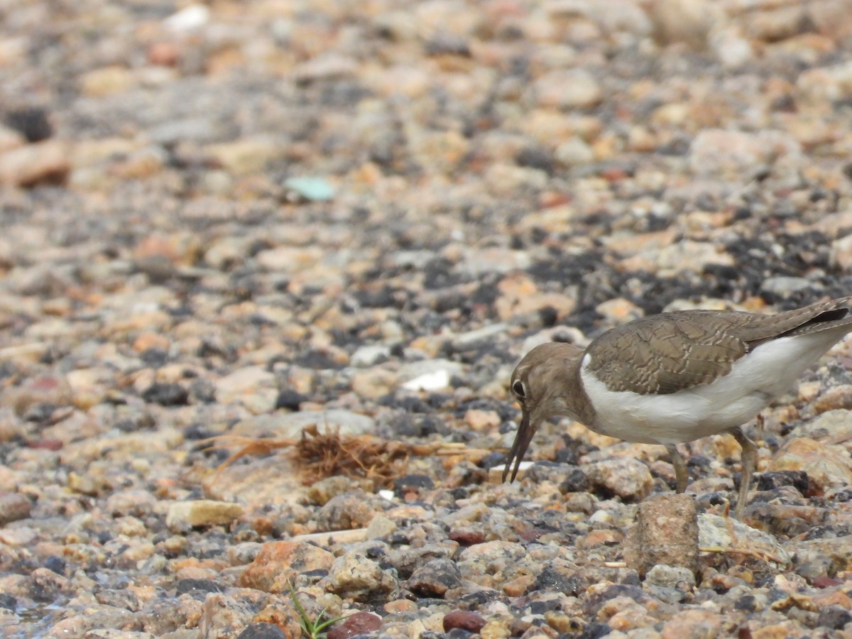 Kuliska txikia - ML645980375