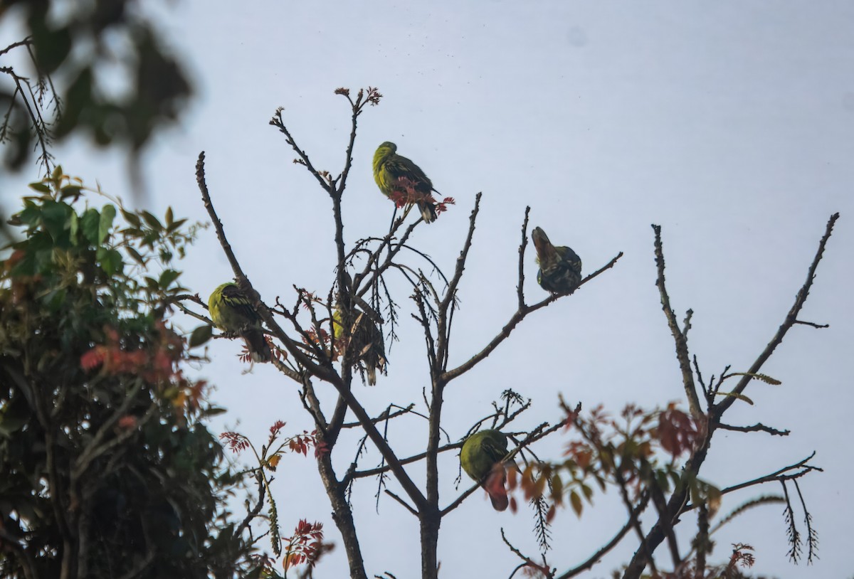 Gray-fronted Green-Pigeon - ML645980376