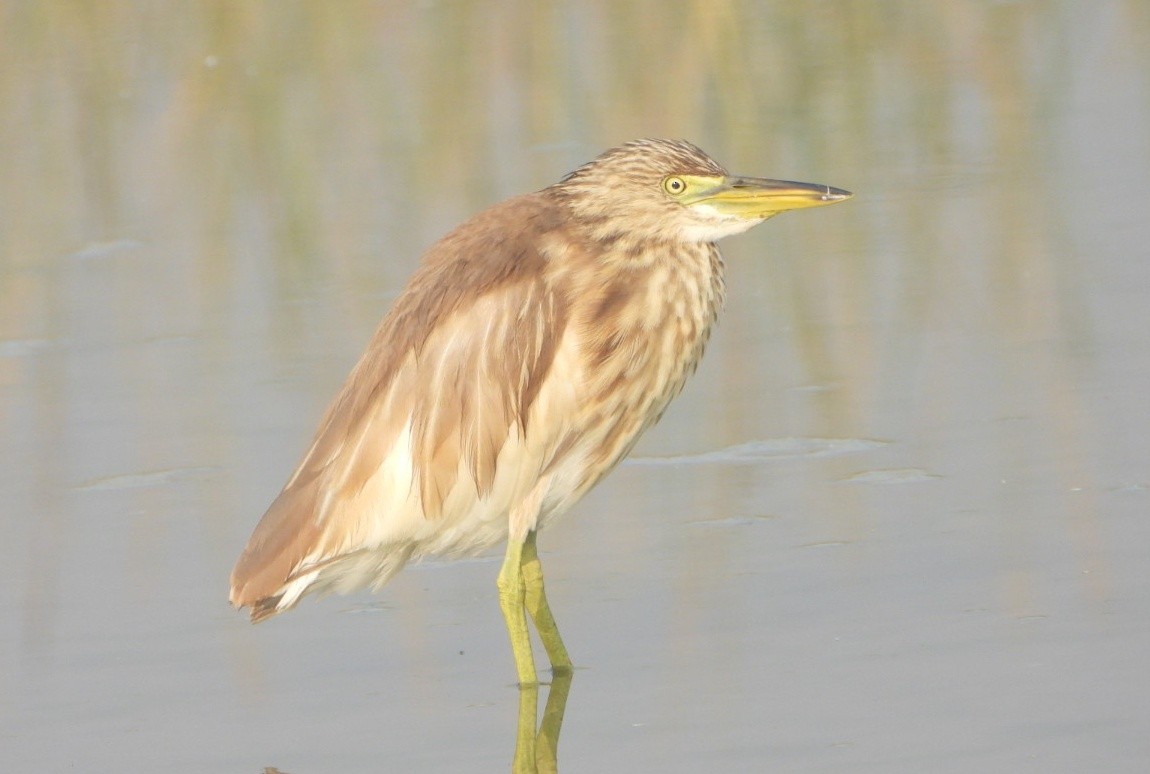 Indian Pond-Heron - ML645980377