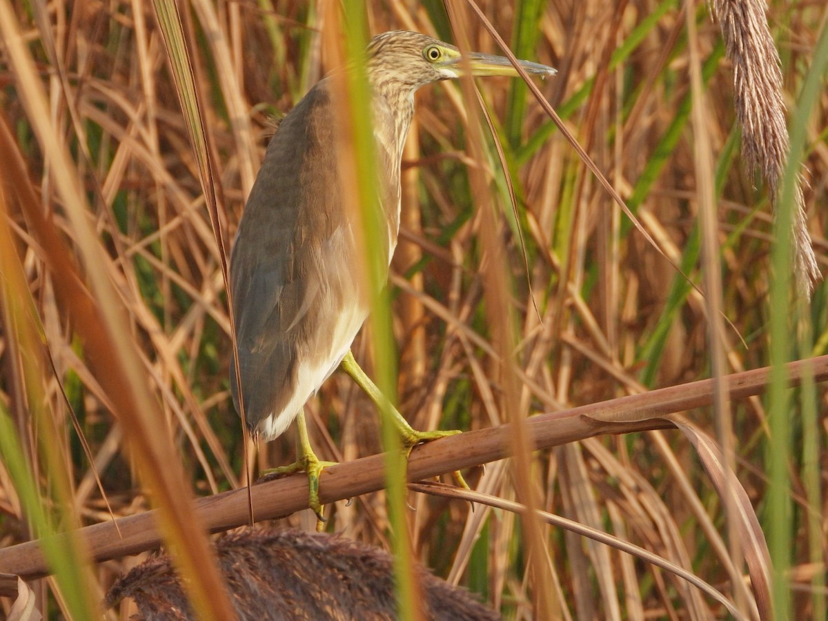 Indian Pond-Heron - ML645980378