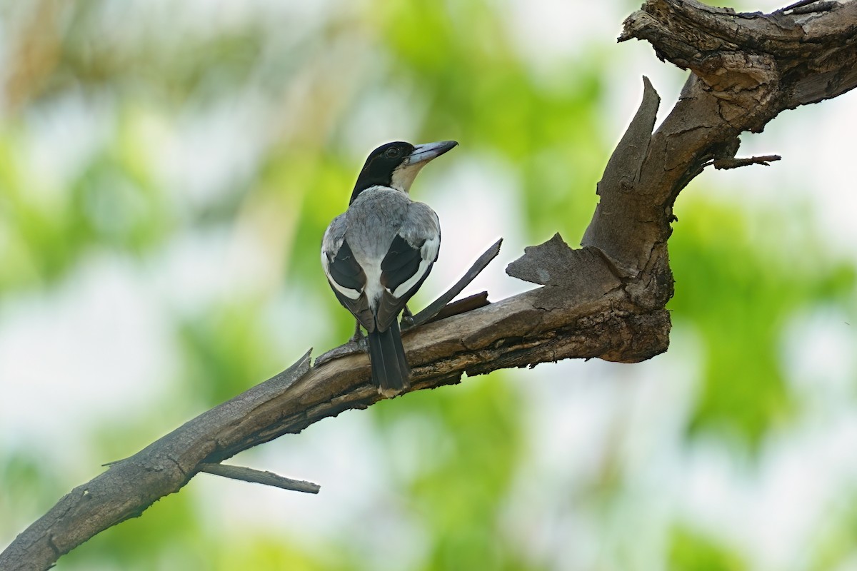 Silver-backed Butcherbird - ML645980379