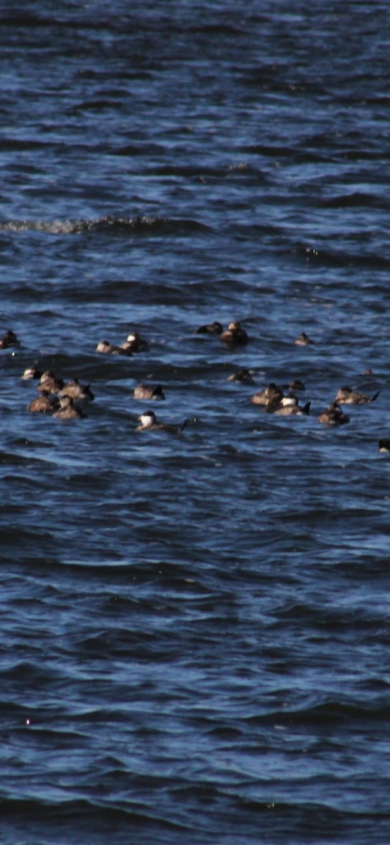 Ahate herdoiltsua - ML645980381