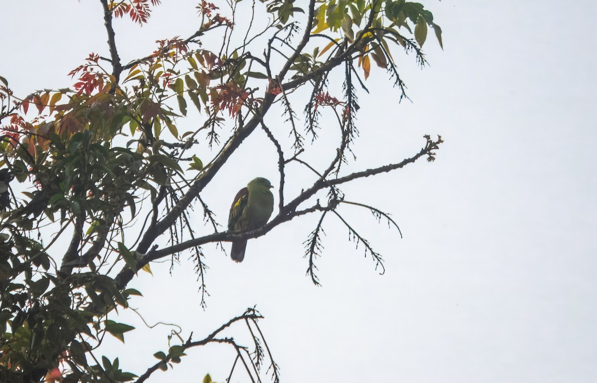 Gray-fronted Green-Pigeon - ML645980382