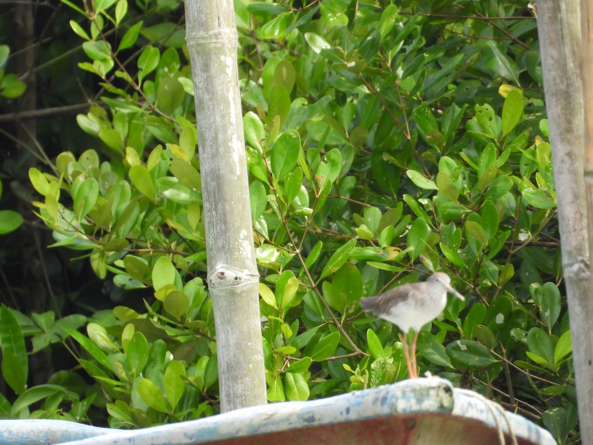 Bernagorri arrunta - ML645980383