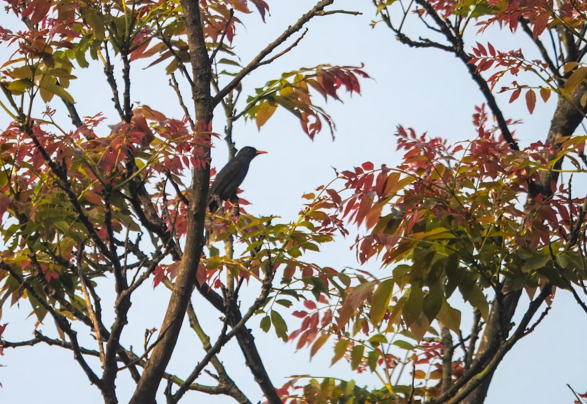 Square-tailed Bulbul - ML645980384