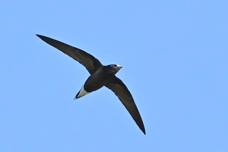 Brown-backed Needletail - ML645980385