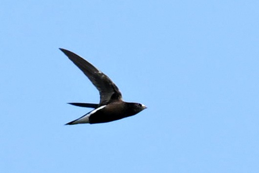 Brown-backed Needletail - ML645980386